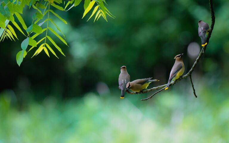 Beginner Tips for Backyard Birdwatching: A Simple Guide to Getting Started